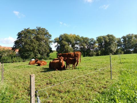 Kühe im Grünthal