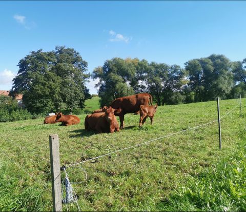 Kühe im Grünthal